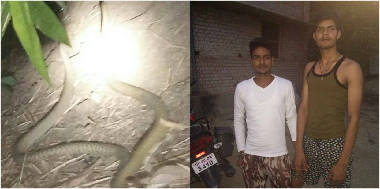 Two snakes fighting in Varanasi were going out, 'glow' like 'Nagmani'