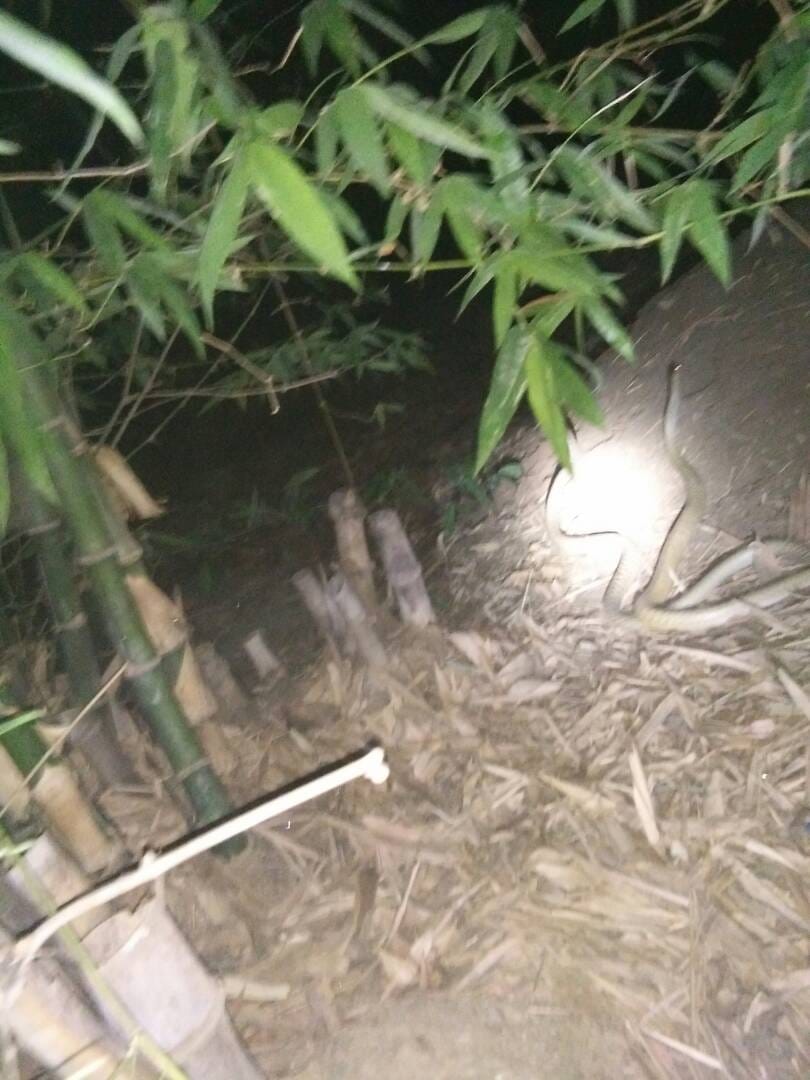Two snakes fighting in Varanasi were going out, 'glow' like 'Nagmani'