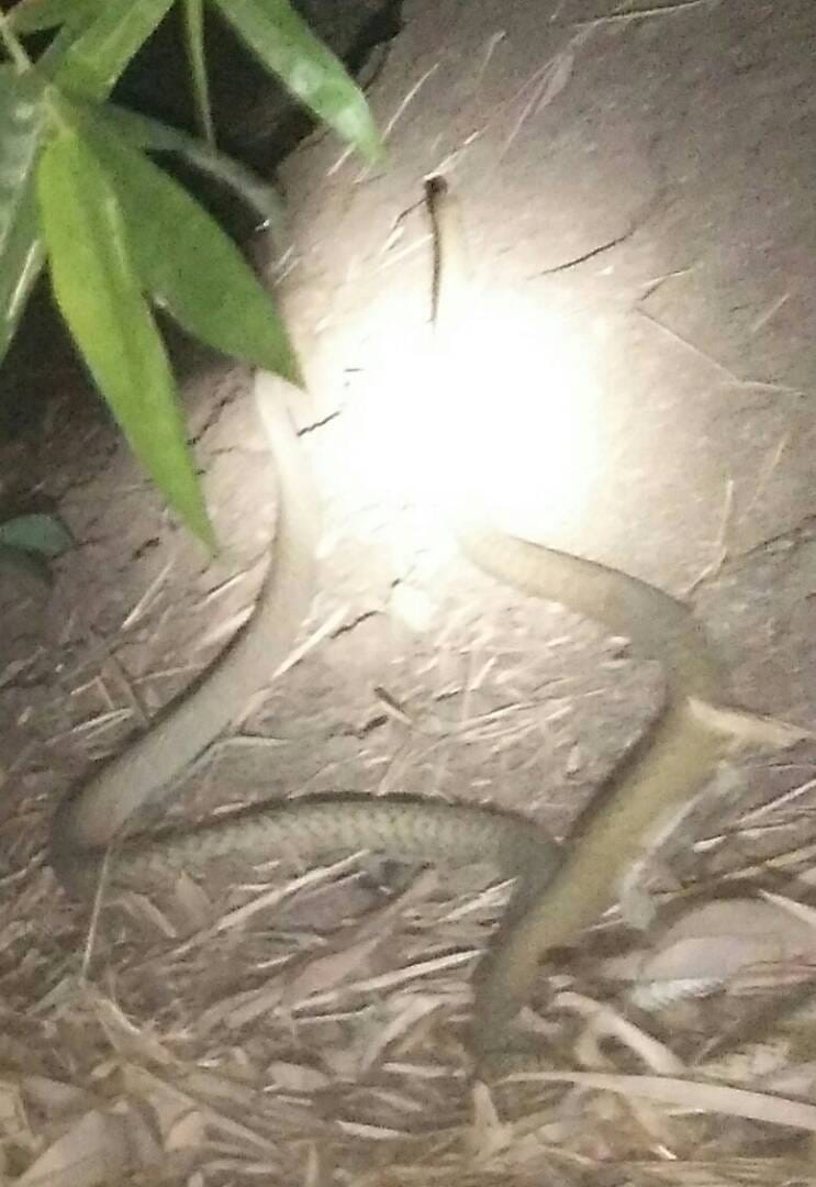 Two snakes fighting in Varanasi were going out, 'glow' like 'Nagmani'