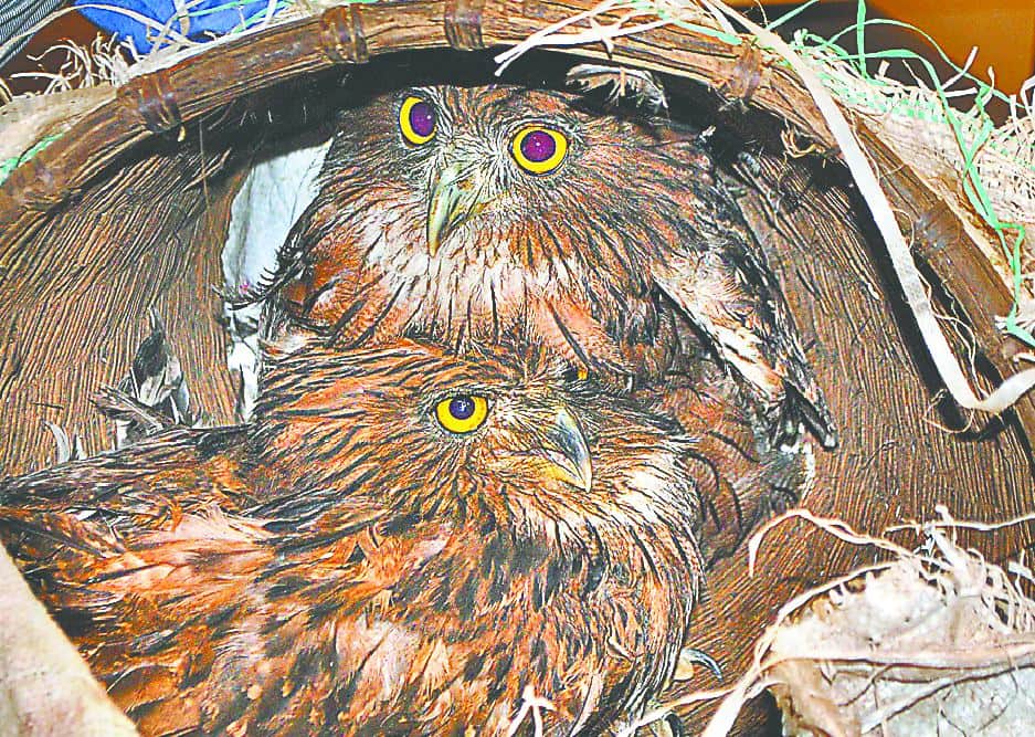 know interesting fact about owls killing on Diwali pujan