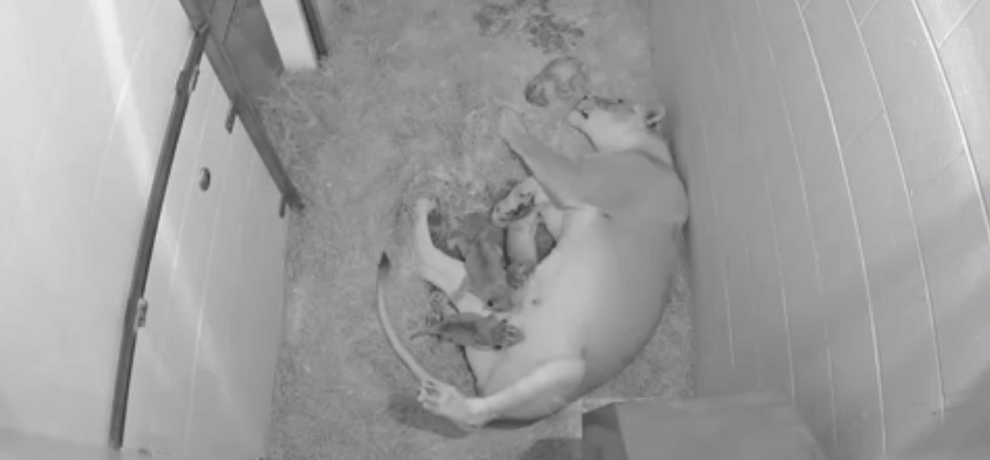 Lioness Tejika gave birth to five cubs