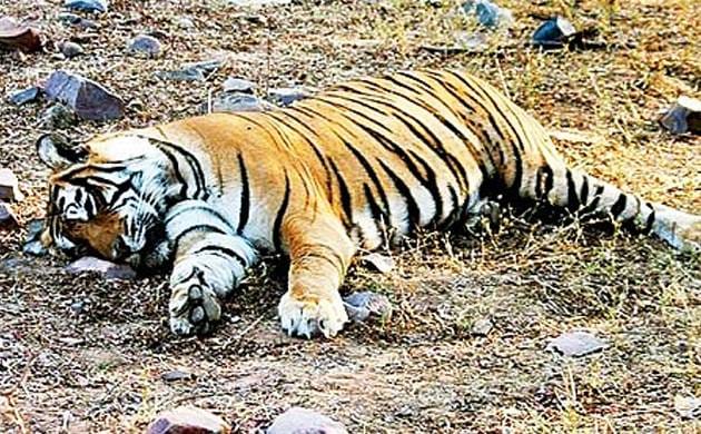 tiger found dead in corbett reserve park
