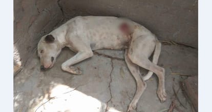 Acid attack on 32 dogs again beaten with sticks
