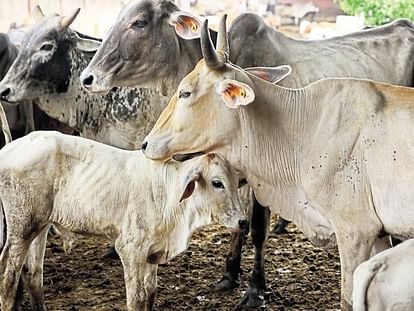 Eye opener truth of Dairies, shocking report of FIAPO reveals brutality against cows in dairies