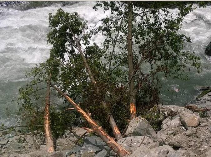 trees damaged for road