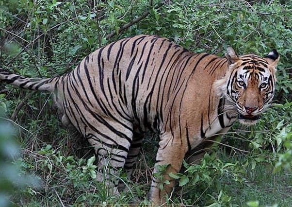 Good news for sariska tiger reserve