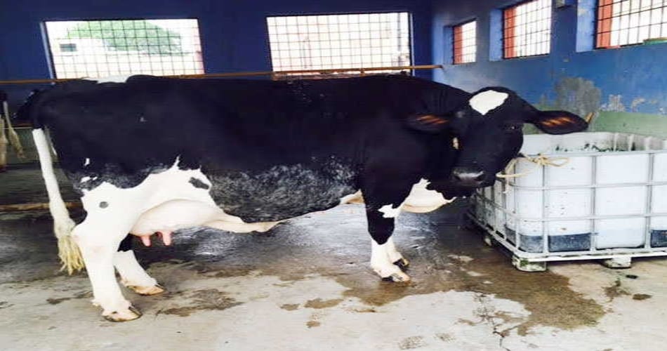 cow gives 65 liter milk