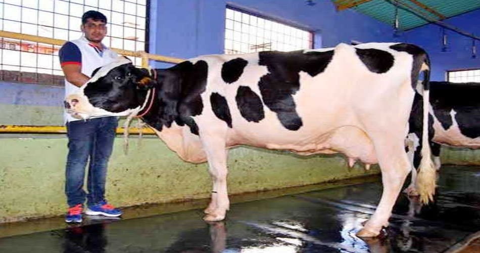 cow gives 65 liter milk