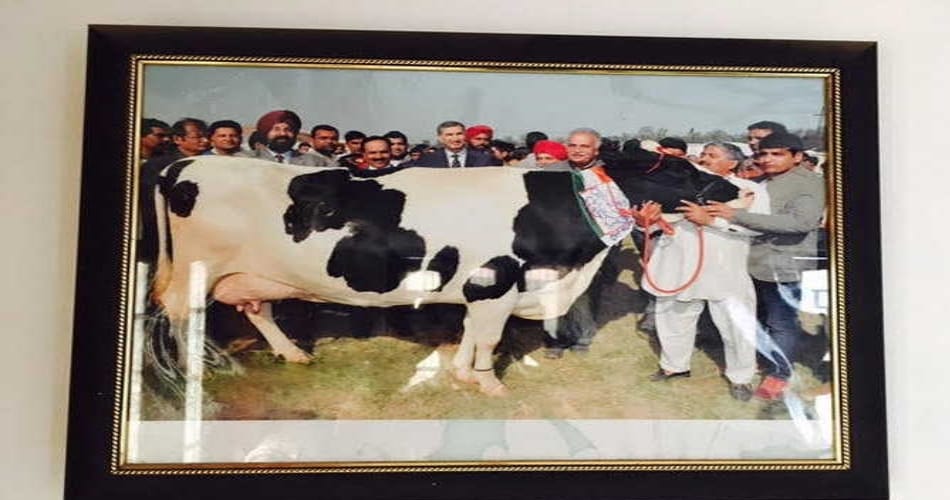 cow gives 65 liter milk
