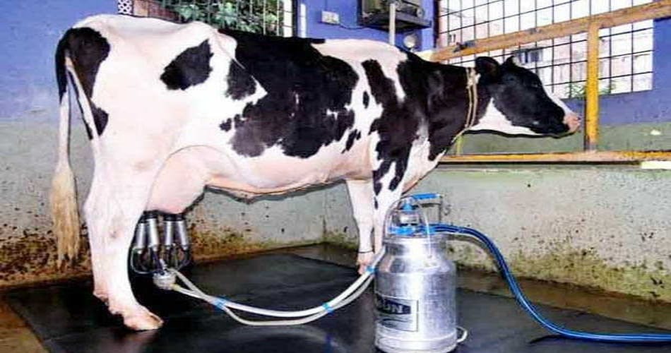 cow gives 65 liter milk