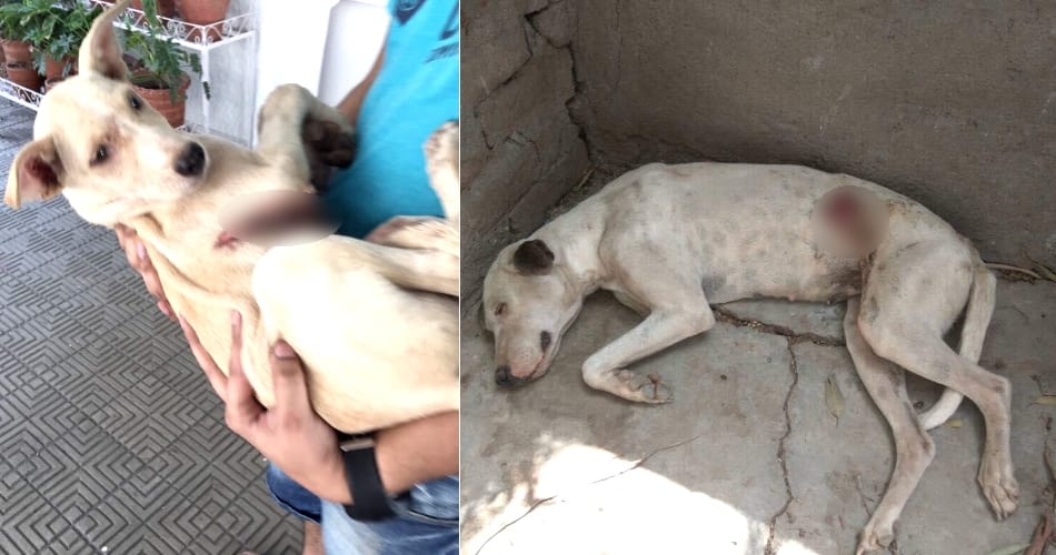 Acid attack on 32 dogs again beaten with sticks