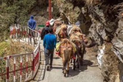 mule and horses will wear diaper on yamunotri dham yatra 