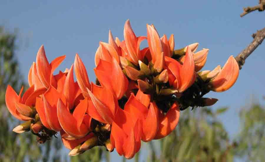 no tree of palash flower in chandigarh, complaint to ut administrator