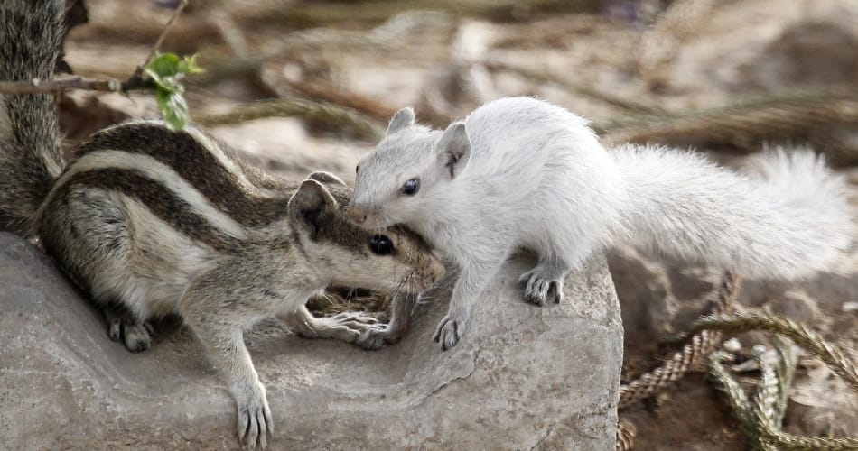 ajab gajab birds, ajab gajab facts, white color squirrel seen in punjab university chandigarh