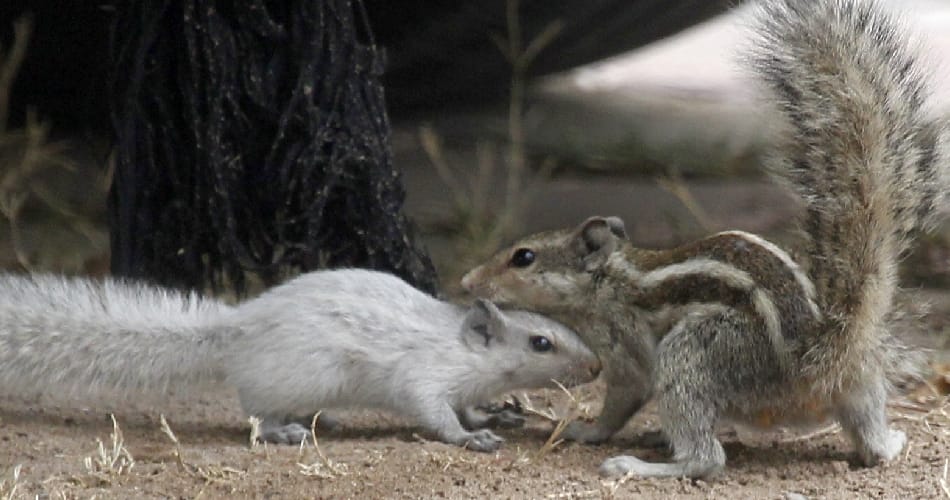 ajab gajab birds, ajab gajab facts, white color squirrel seen in punjab university chandigarh