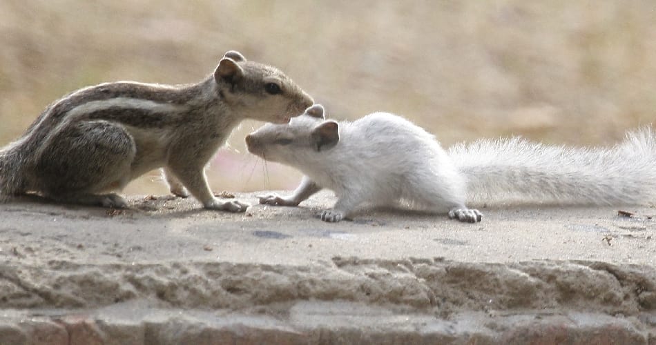 ajab gajab birds, ajab gajab facts, white color squirrel seen in punjab university chandigarh