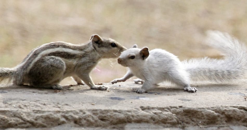 ajab gajab birds, ajab gajab facts, white color squirrel seen in punjab university chandigarh