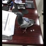 Pigeon carrying 200 pills on his backside in Kuwait 
