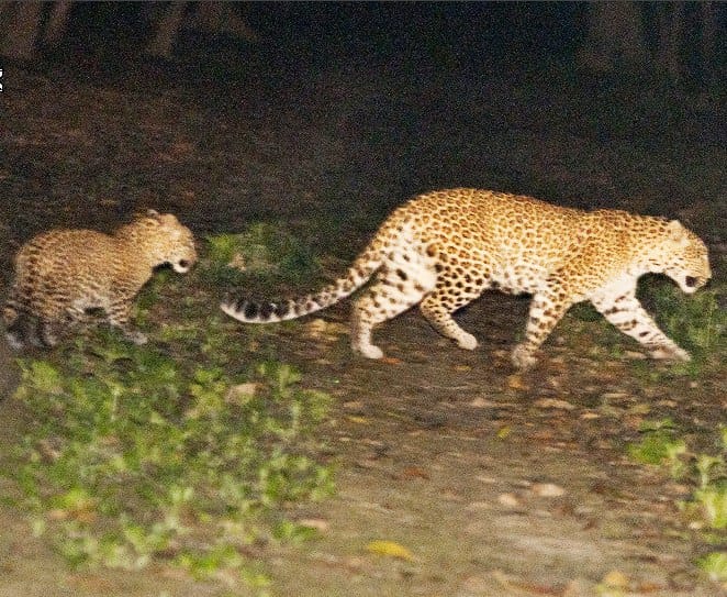 n an attempt to increase the tiger Forgetting leopards