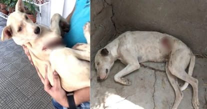 case registered in case of acid attack on dogs