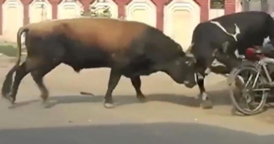    bull fighting get violent in bhiwani