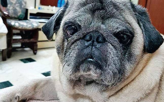 delhi police launch search operation for dog named trump kidnapped in delhi
