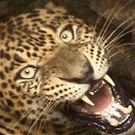 villagers are in fear about leopard