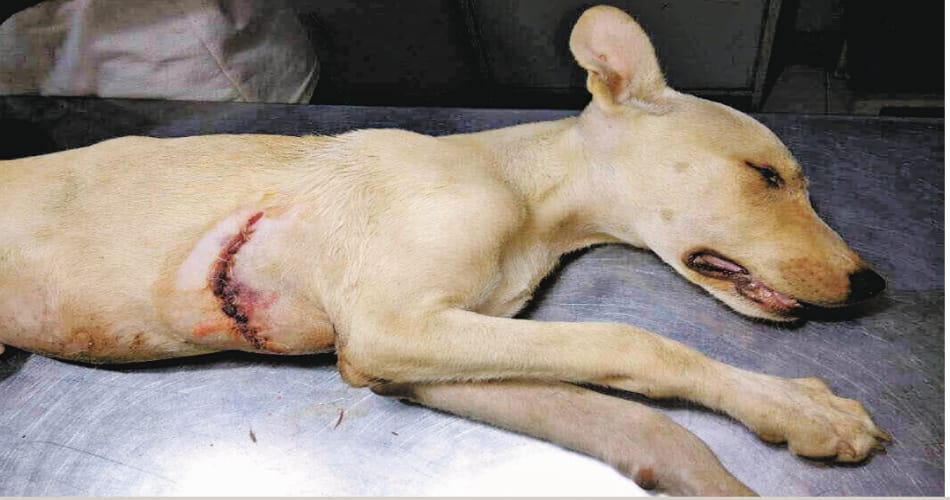 case registered in case of acid attack on dogs