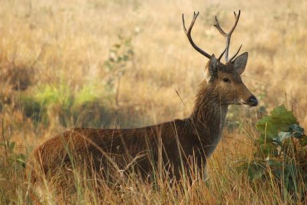 forest department will fix radio on Reindeer in uttarakhand