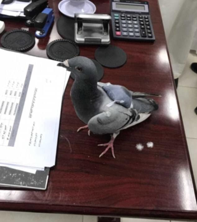 Pigeon carrying 200 pills on his backside in Kuwait 
