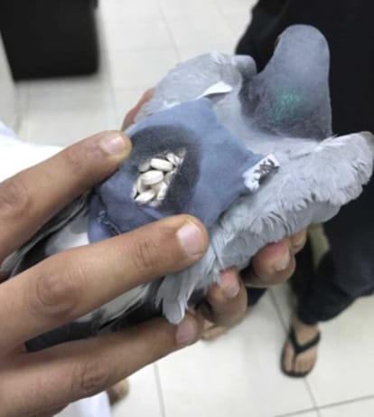 Pigeon carrying 200 pills on his backside in Kuwait 