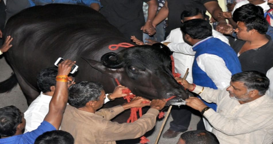 haryana bull in 9 crore rupees