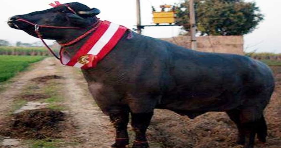 haryana bull in 9 crore rupees
