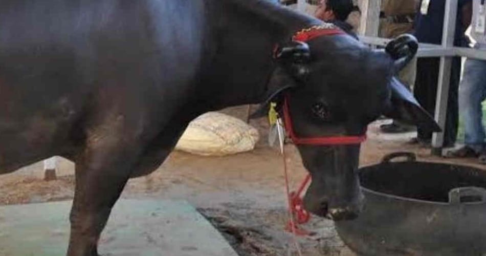 haryana bull in 9 crore rupees