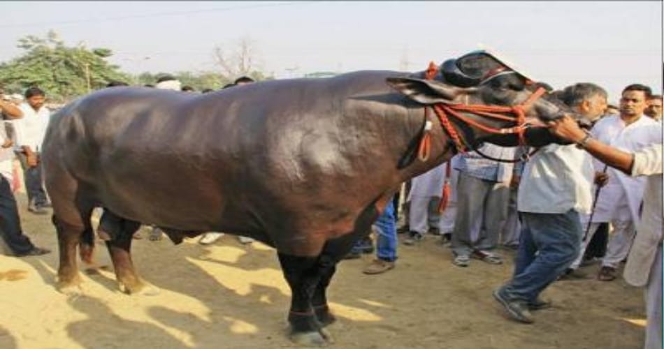 haryana bull in 9 crore rupees