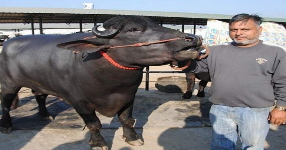 haryana bull in 9 crore rupees