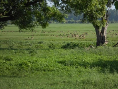 forest department will fix radio on Reindeer in uttarakhand