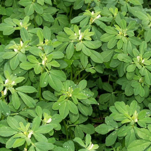 If you look older than your age because of your hair fall, try this magical remedy of fenugreek