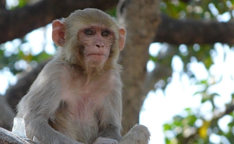 High court issues monkeys terror in Vrindavan
