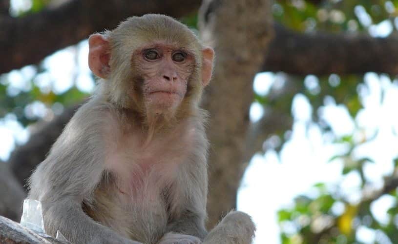 injured monkey gone to hospital for treatment in srinagar