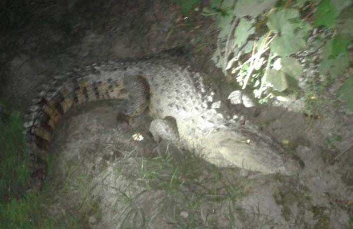 Nandaha village, crocodile, forest department caught