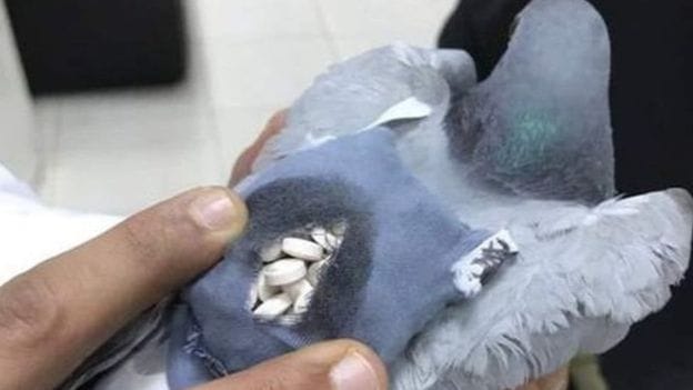 Drug trafficking occurs in this country through pigeons