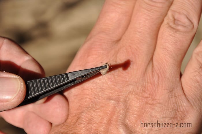 man suddenly died after biting ants, doctors discovered later is really baffled you