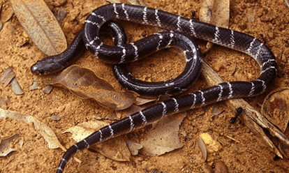monsoon alert in summer season, six type of dangerous snakes get off from the ground