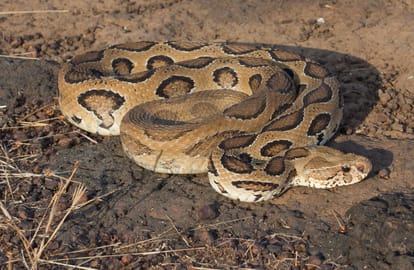 monsoon alert in summer season, six type of dangerous snakes get off from the ground