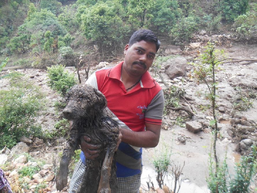 Dog struggle 19 hours under debris in almora