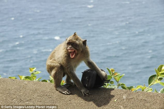 indonesian monkeys steels objects from tourists 