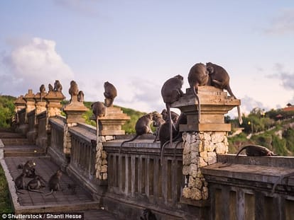 indonesian monkeys steels objects from tourists 