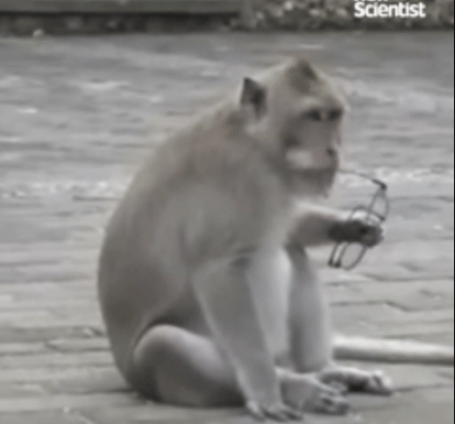 indonesian monkeys steels objects from tourists 