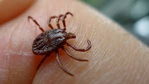 man suddenly died after biting ants, doctors discovered later is really baffled you